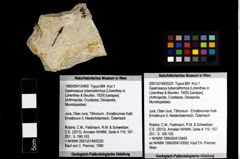 Foto (Objekt + Etiketten) von Gastrosacus tuberosiformus (Lörenthey in Lörenthey & Beurlen, 1929) 